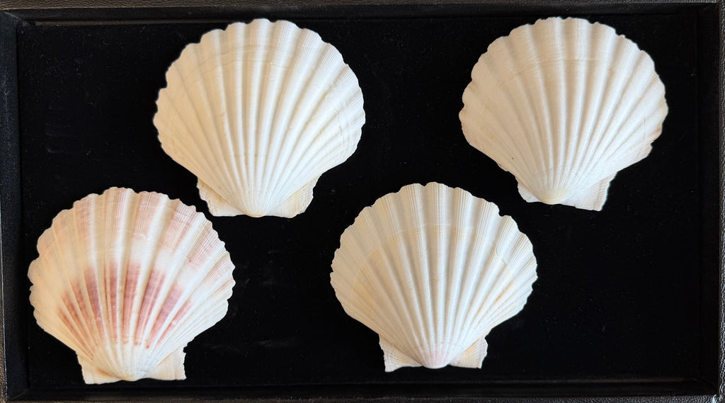 Irish Cup Shells