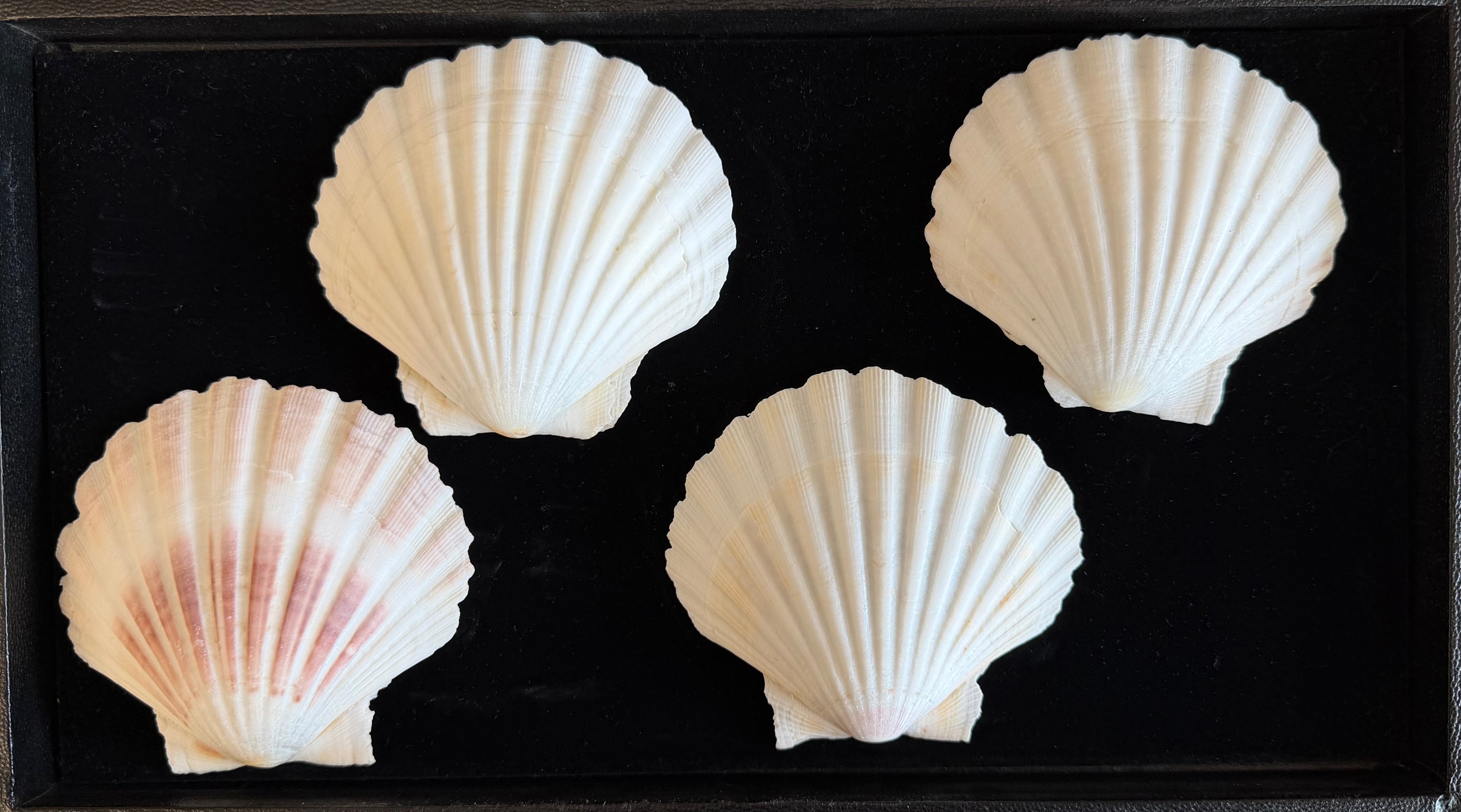 Irish Cup Shells