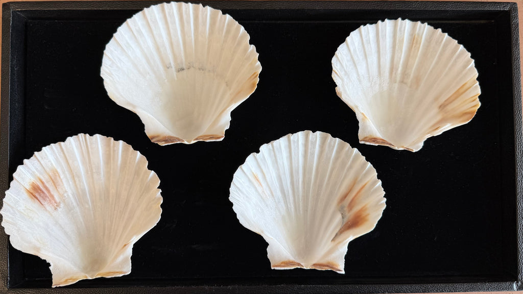 Irish Cup Shells