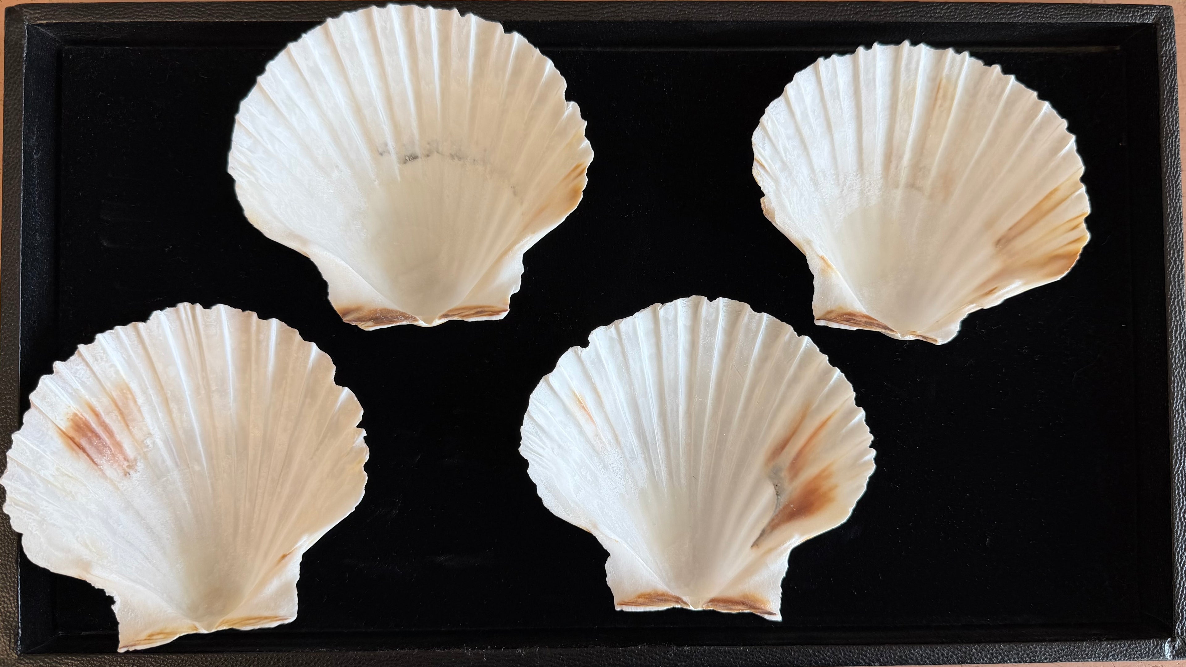 Irish Cup Shells