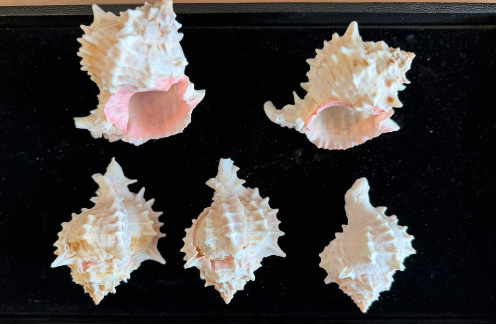 Pink Murex Shell