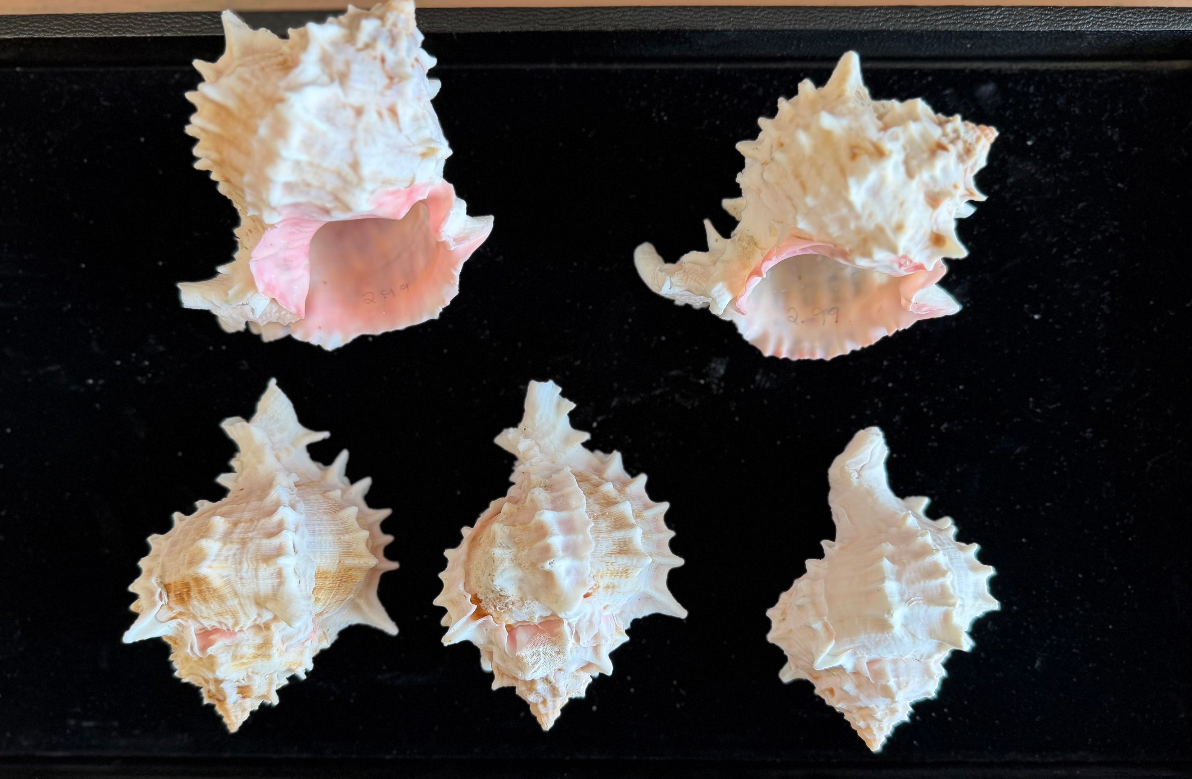 Pink Murex Shell