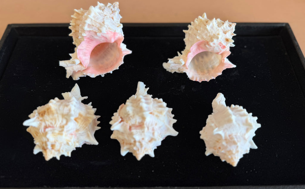 Pink Murex Shell