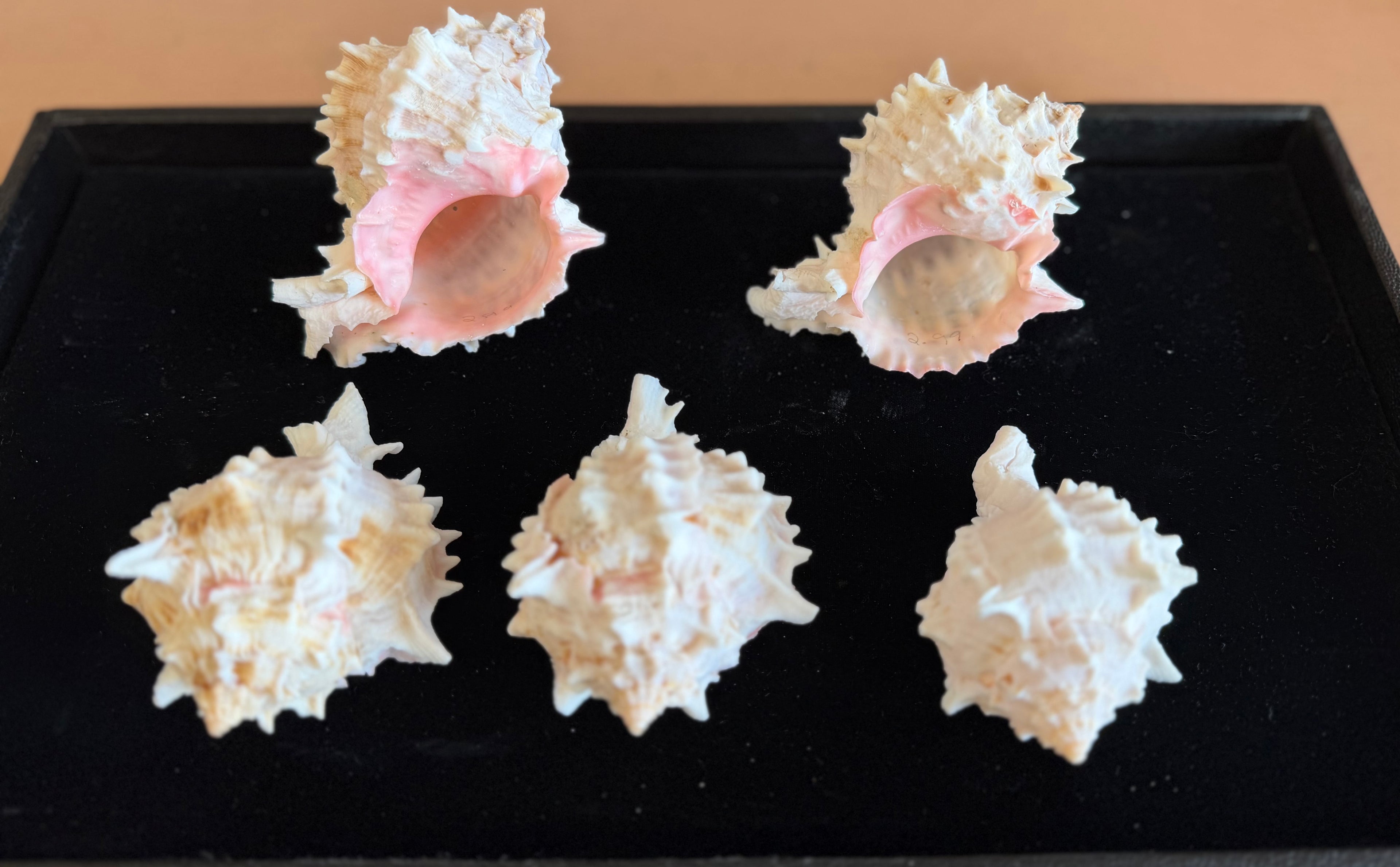 Pink Murex Shell