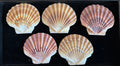 Irish Flats Shell