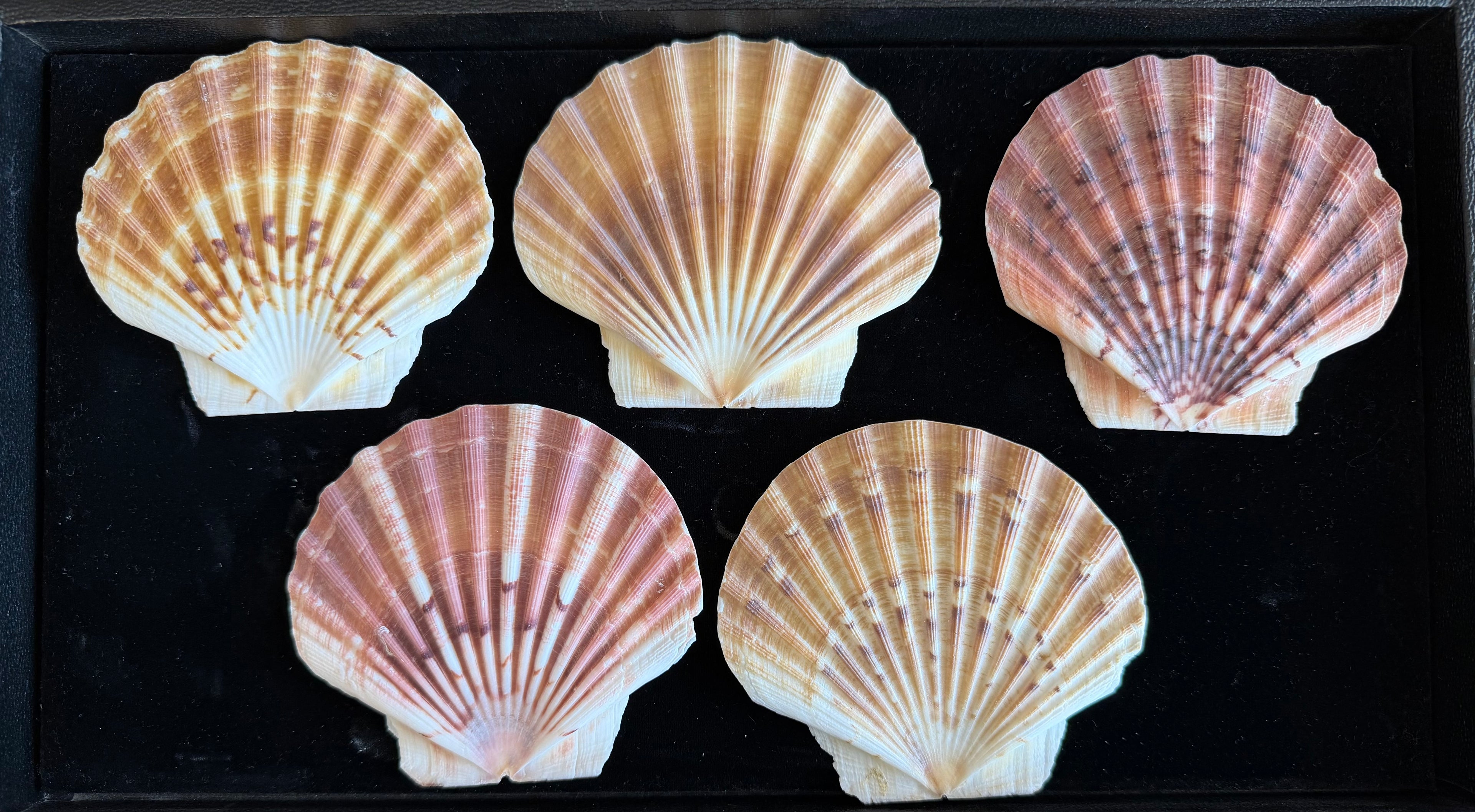 Irish Flats Shell