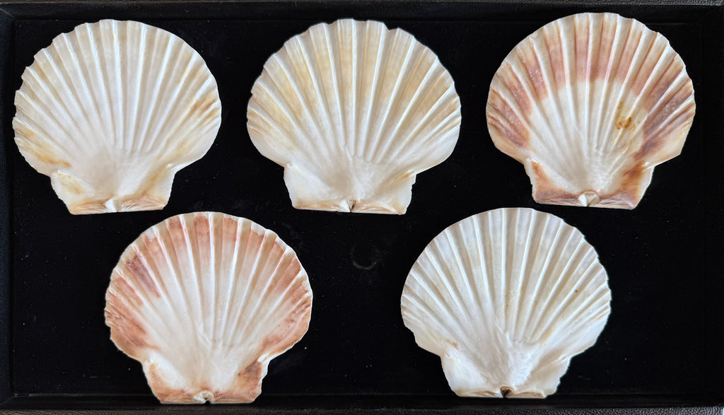 Irish Flats Shell