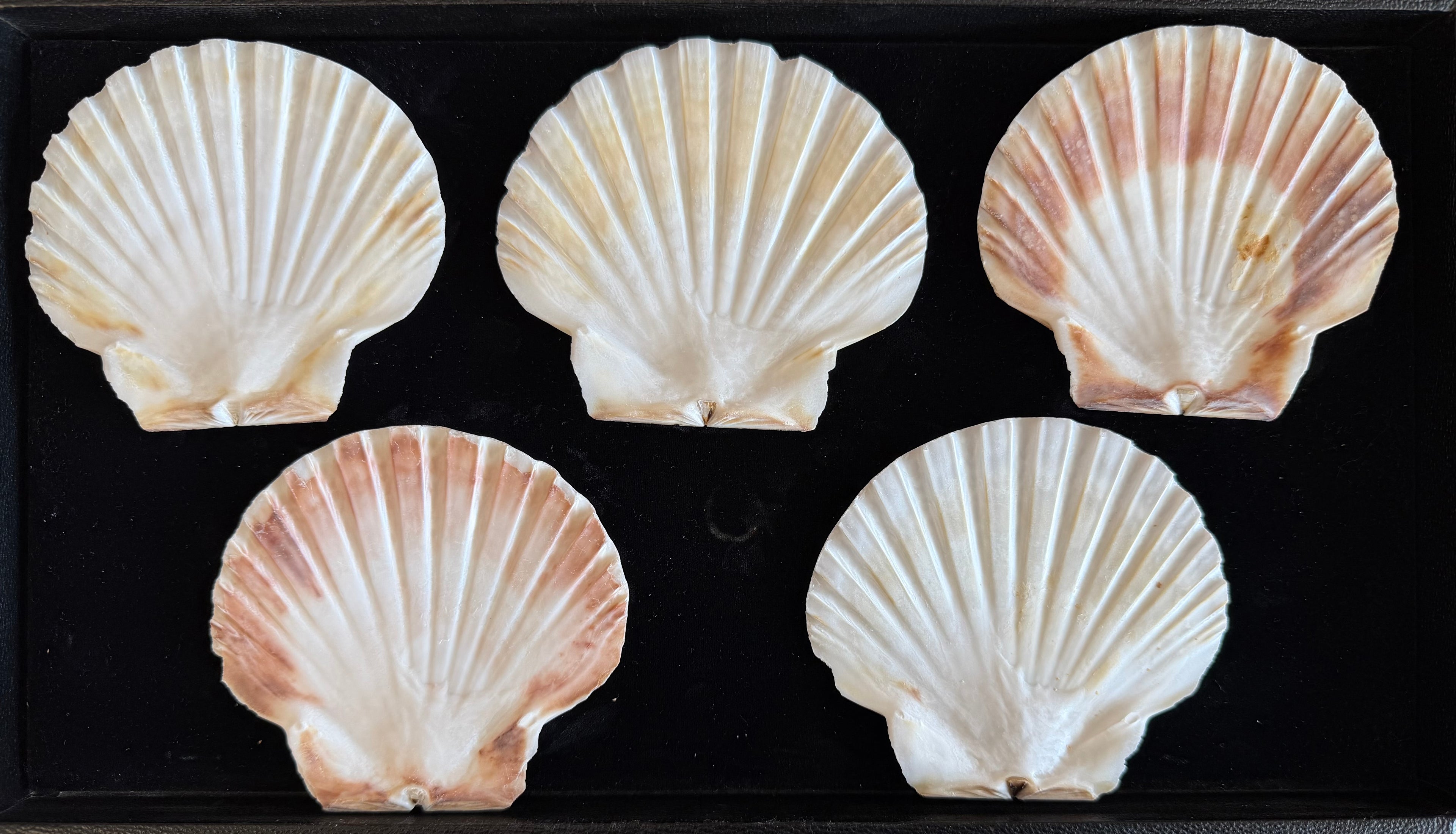 Irish Flats Shell