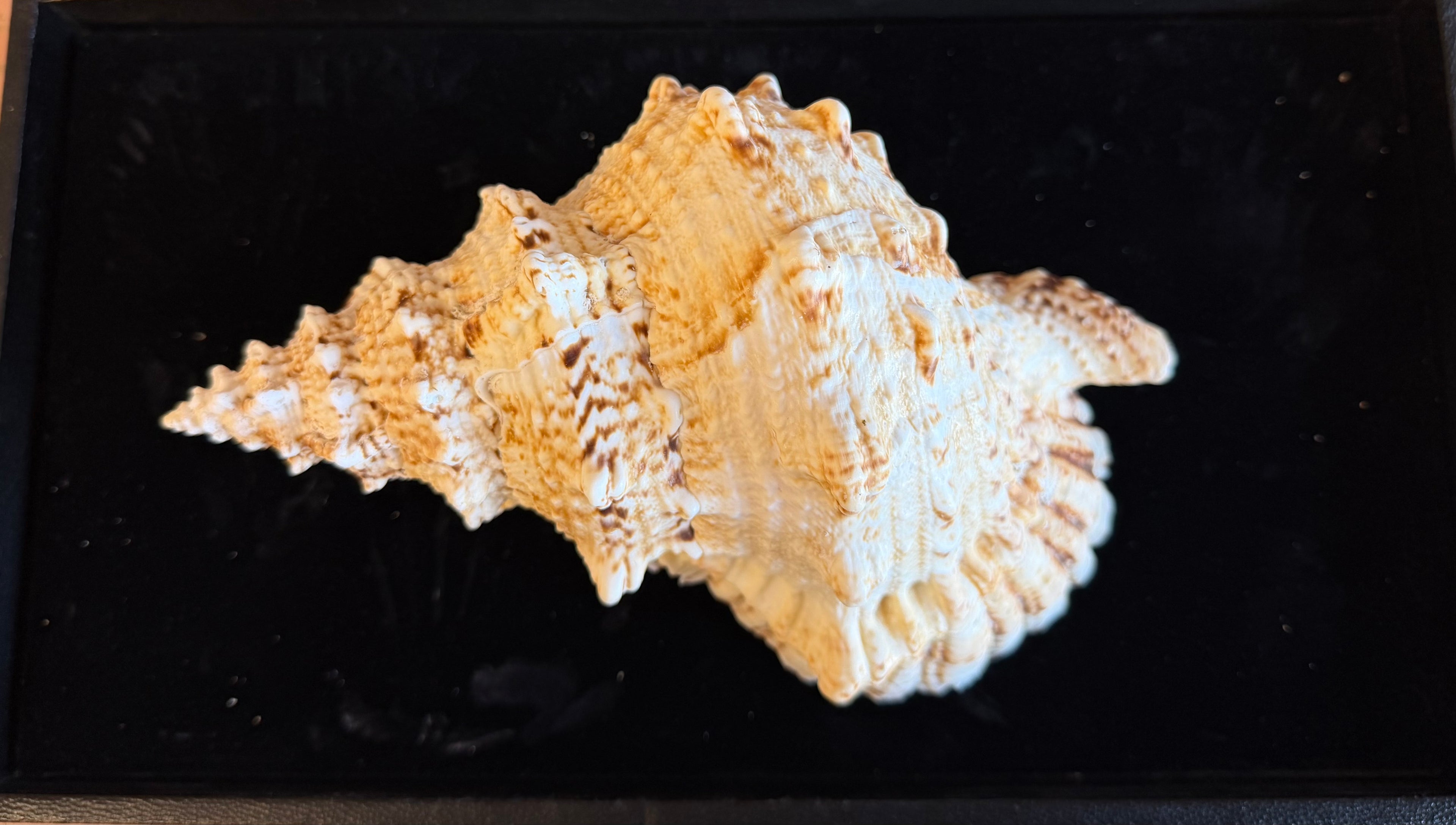 Bursa Bubo; Frog Snail