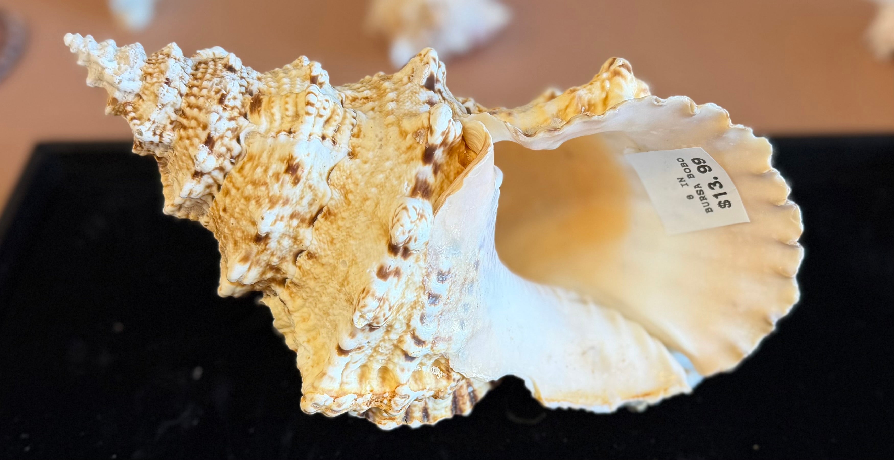Bursa Bubo; Frog Snail