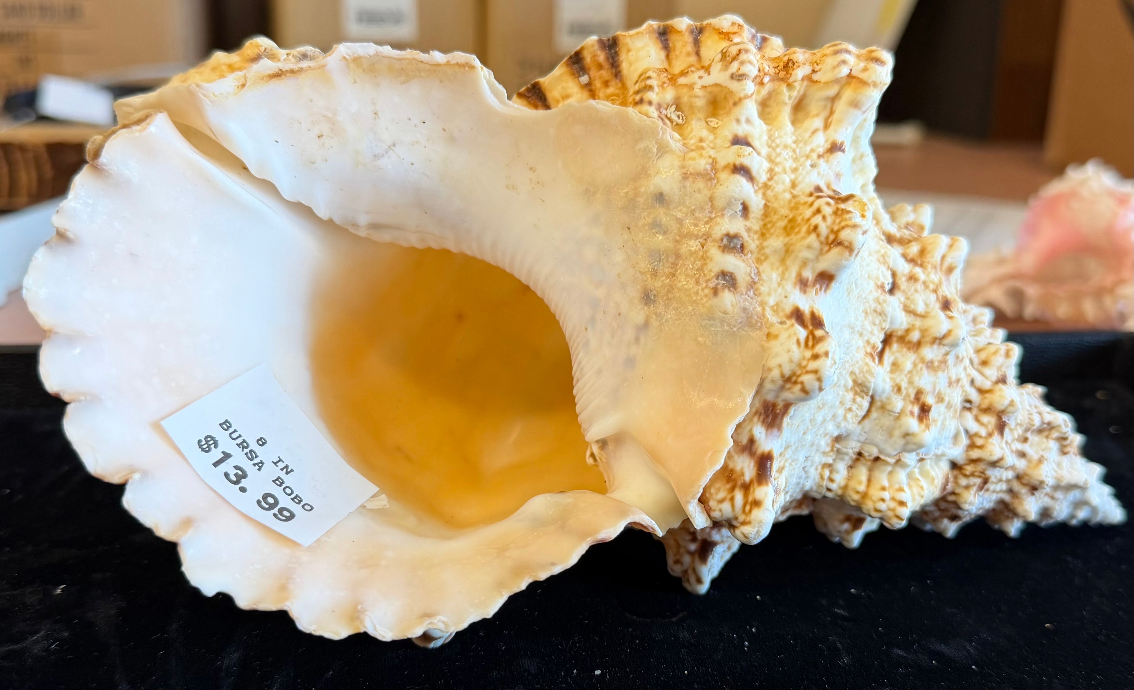 Bursa Bubo; Frog Snail