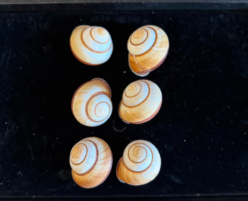 Muffin Snail Shell