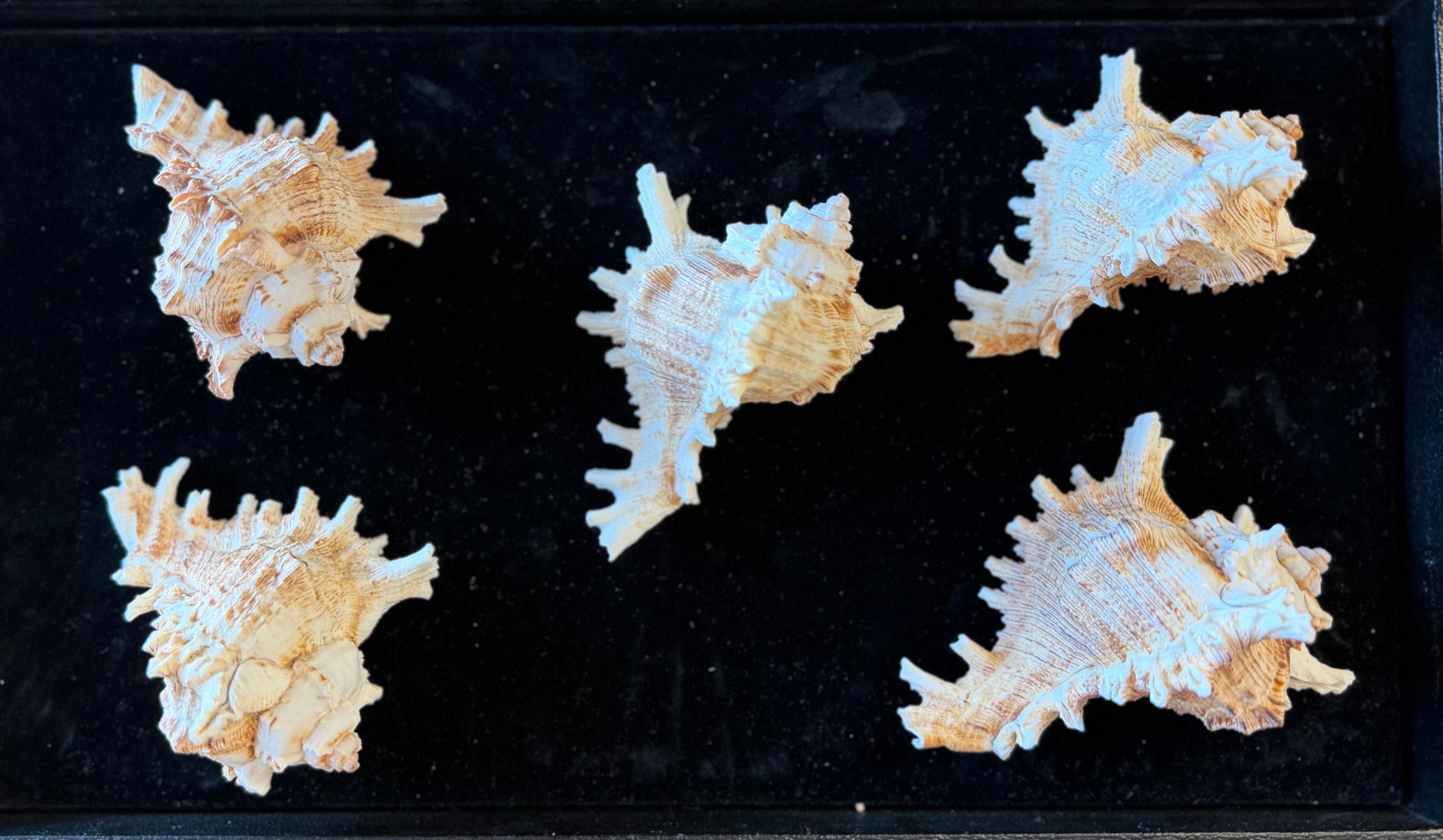 Murex Ramosus Shell