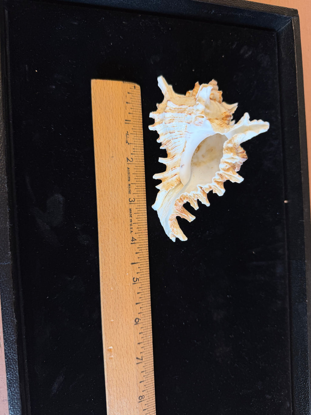 Murex Ramosus Shell
