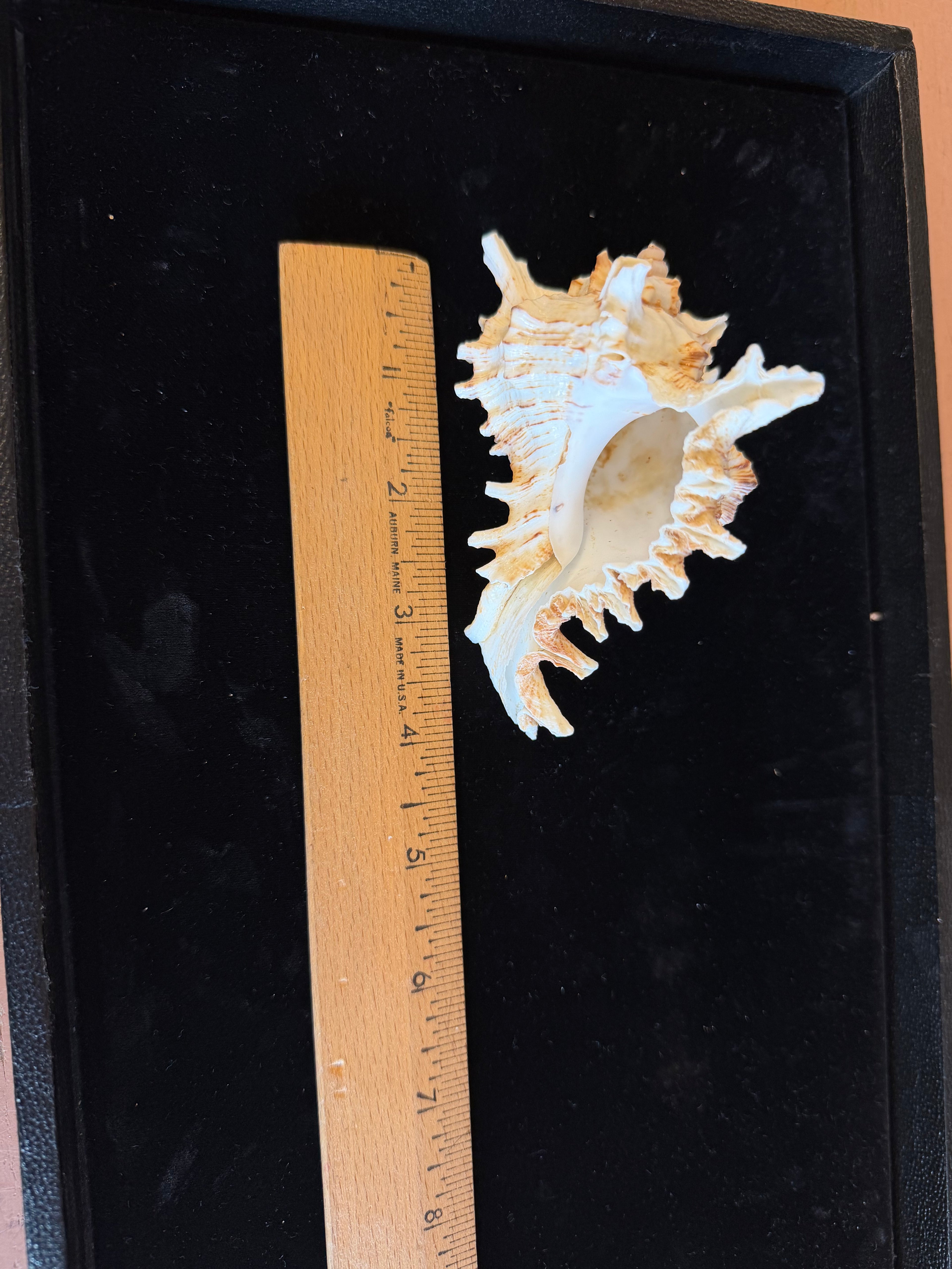 Murex Ramosus Shell