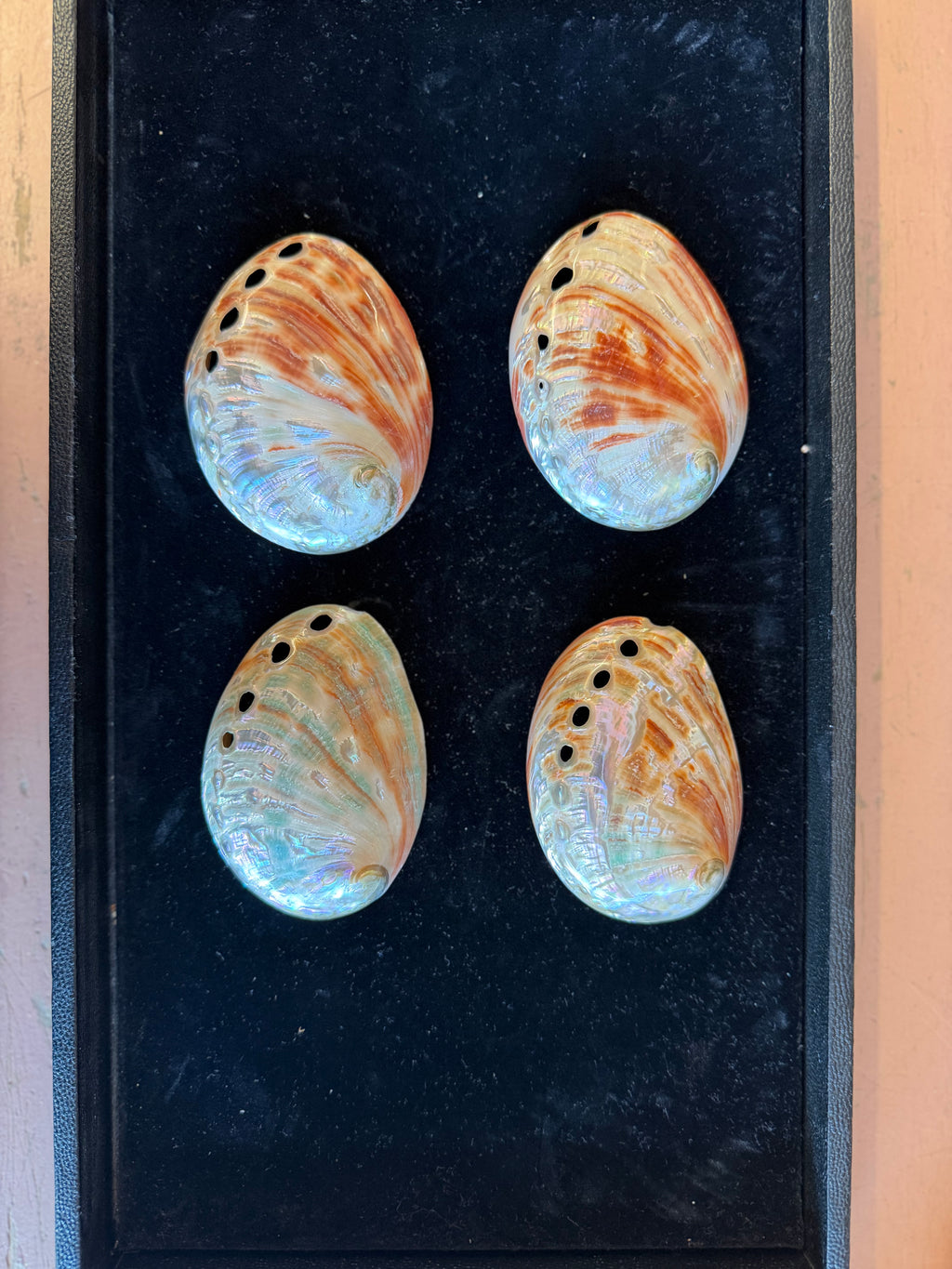 Red Abalone Shell