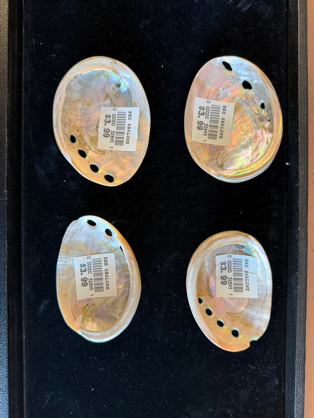 Red Abalone Shell