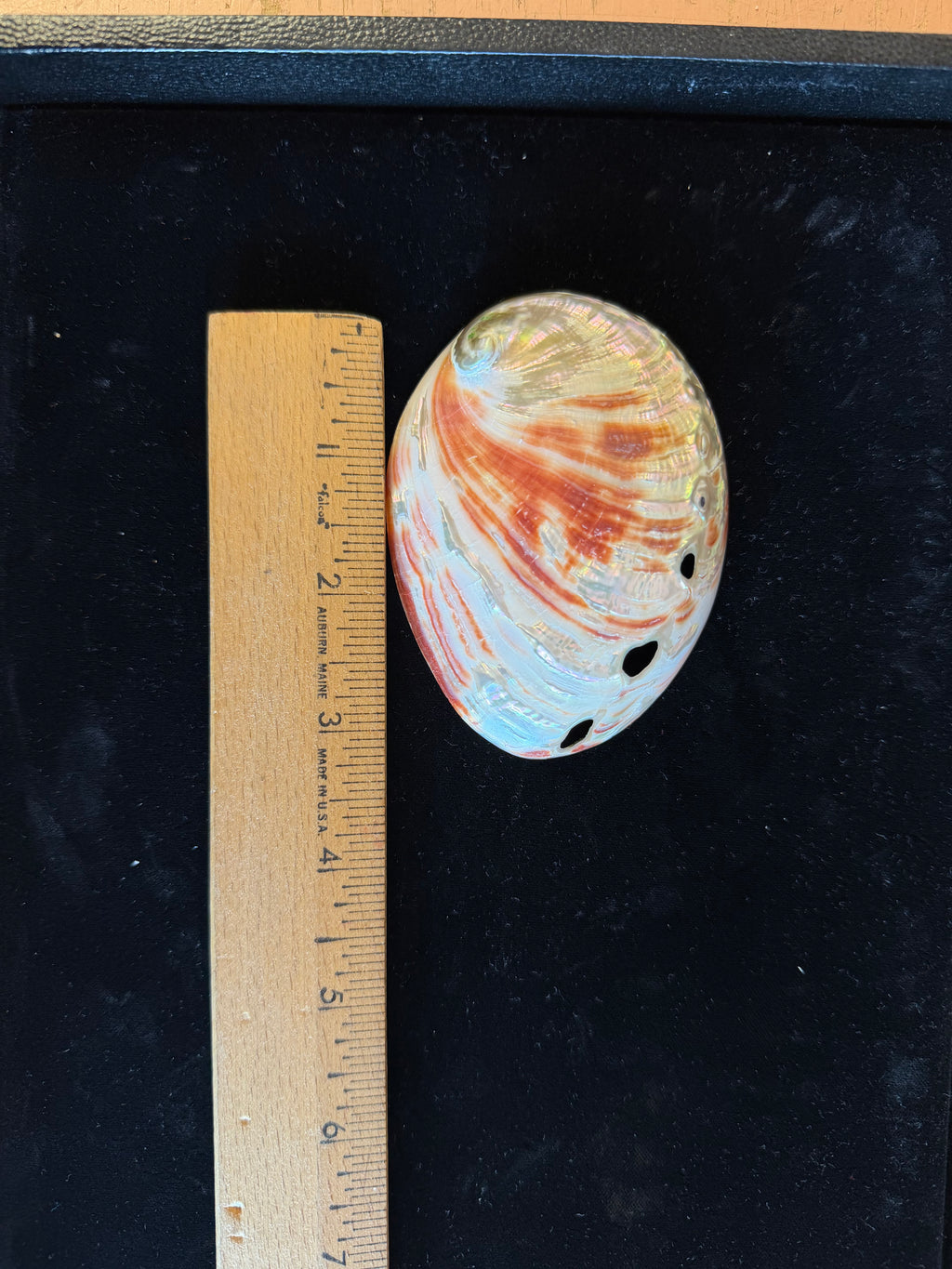 Red Abalone Shell