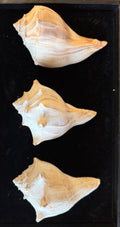 Atlantic Whelk Shell