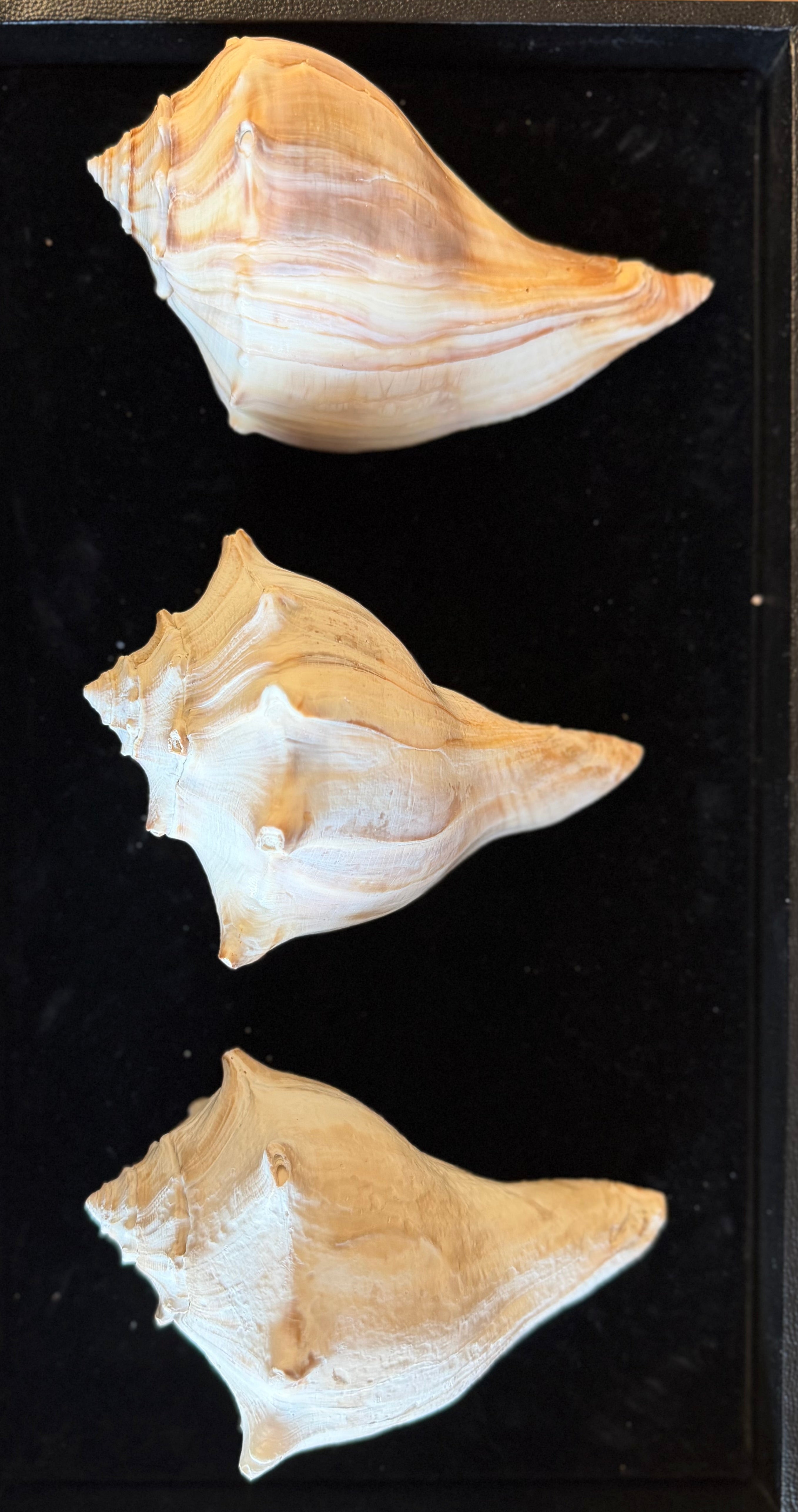 Atlantic Whelk Shell