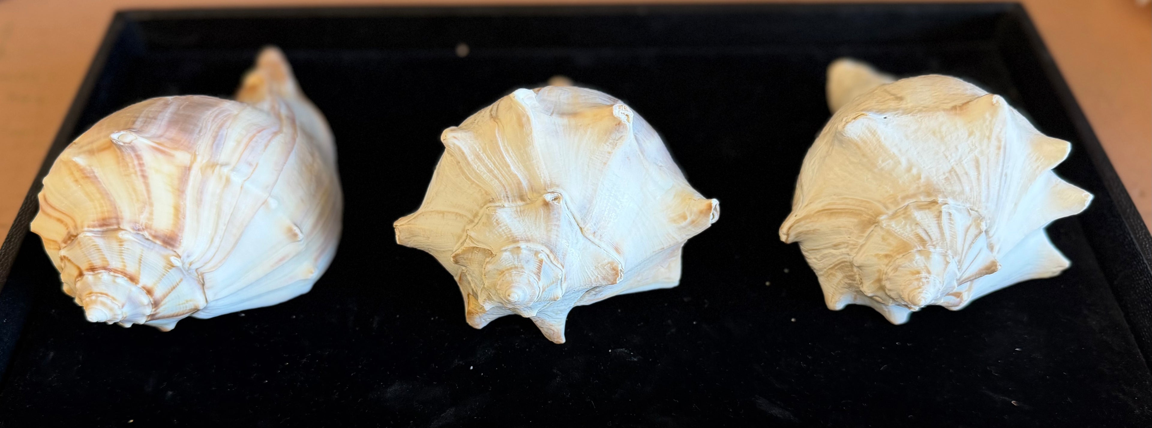 Atlantic Whelk Shell