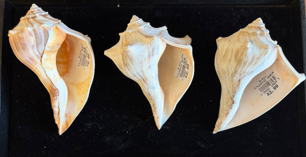 Atlantic Whelk Shell