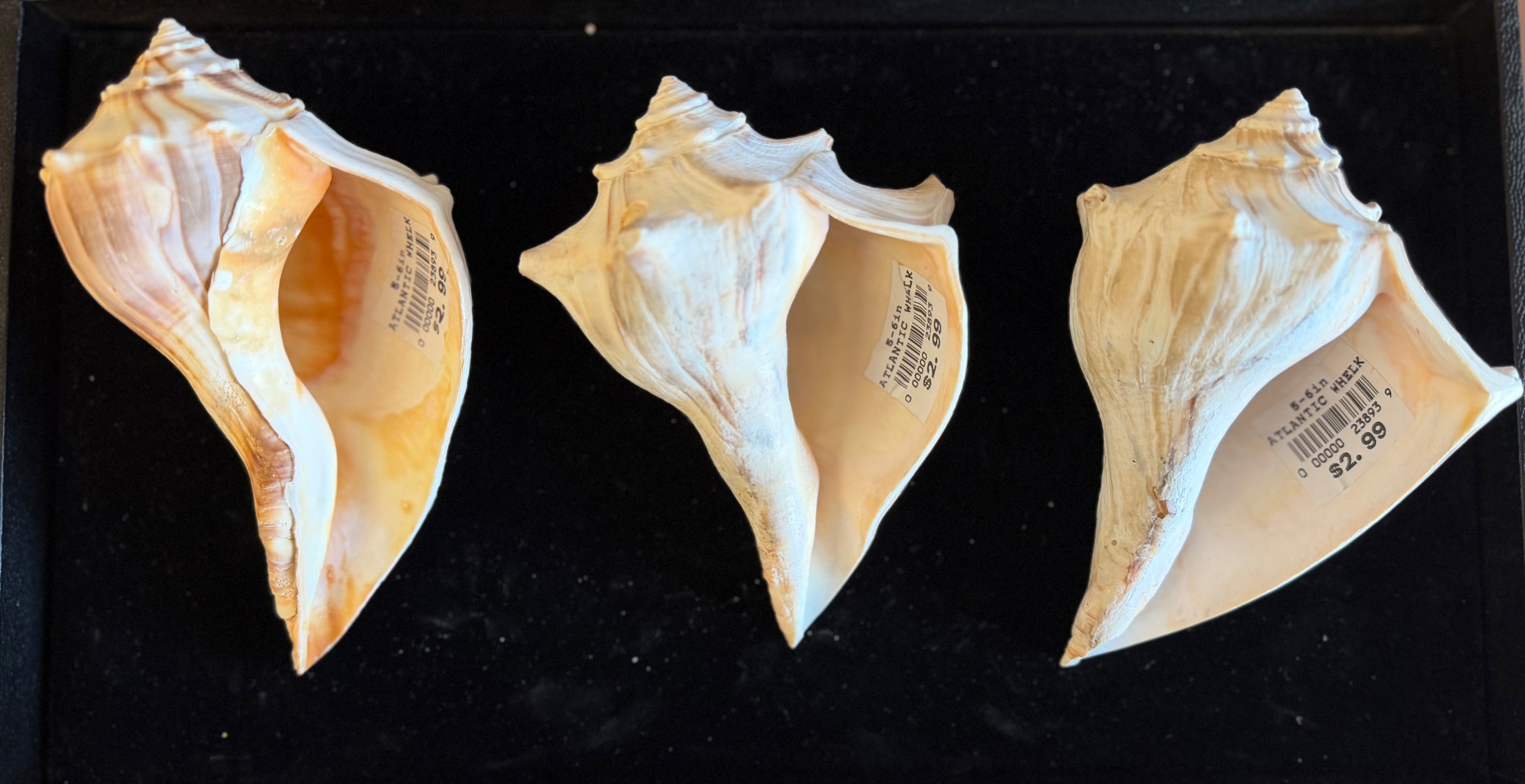 Atlantic Whelk Shell