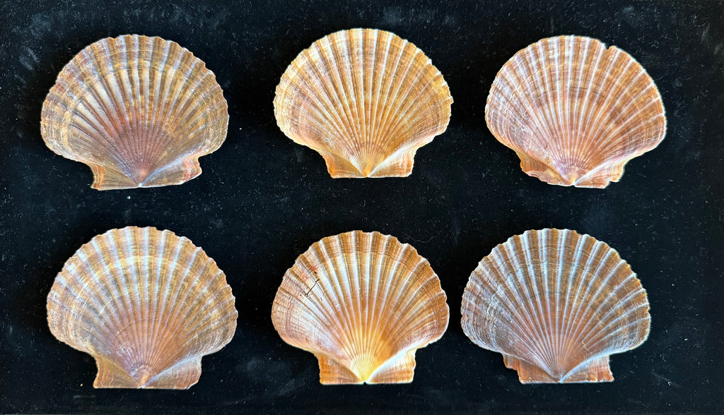 Mexican Flats Shells
