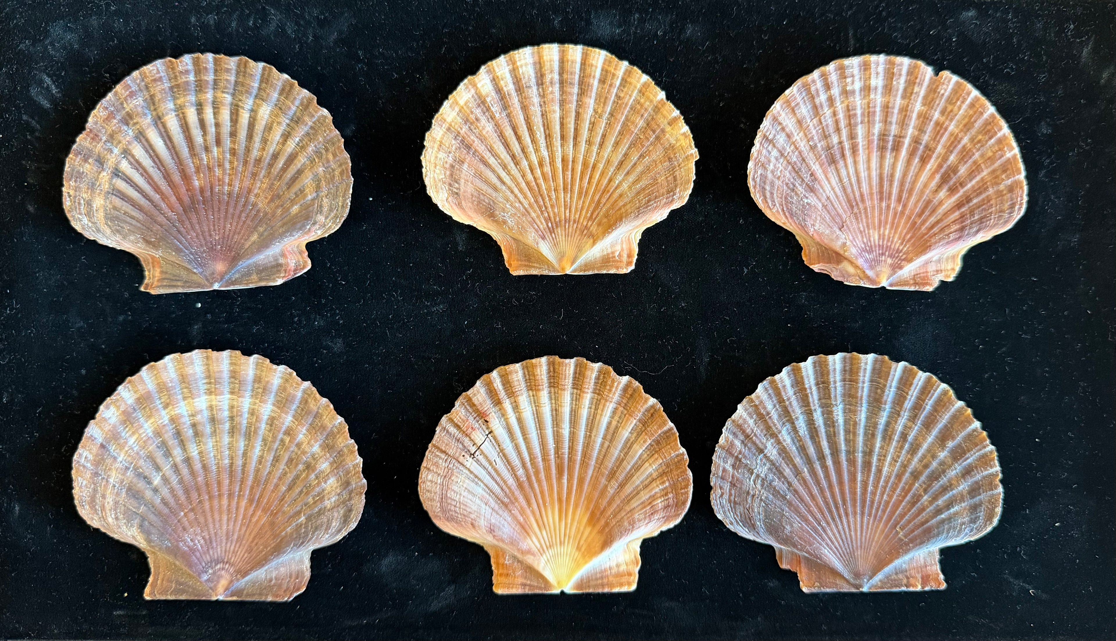 Mexican Flats Shells