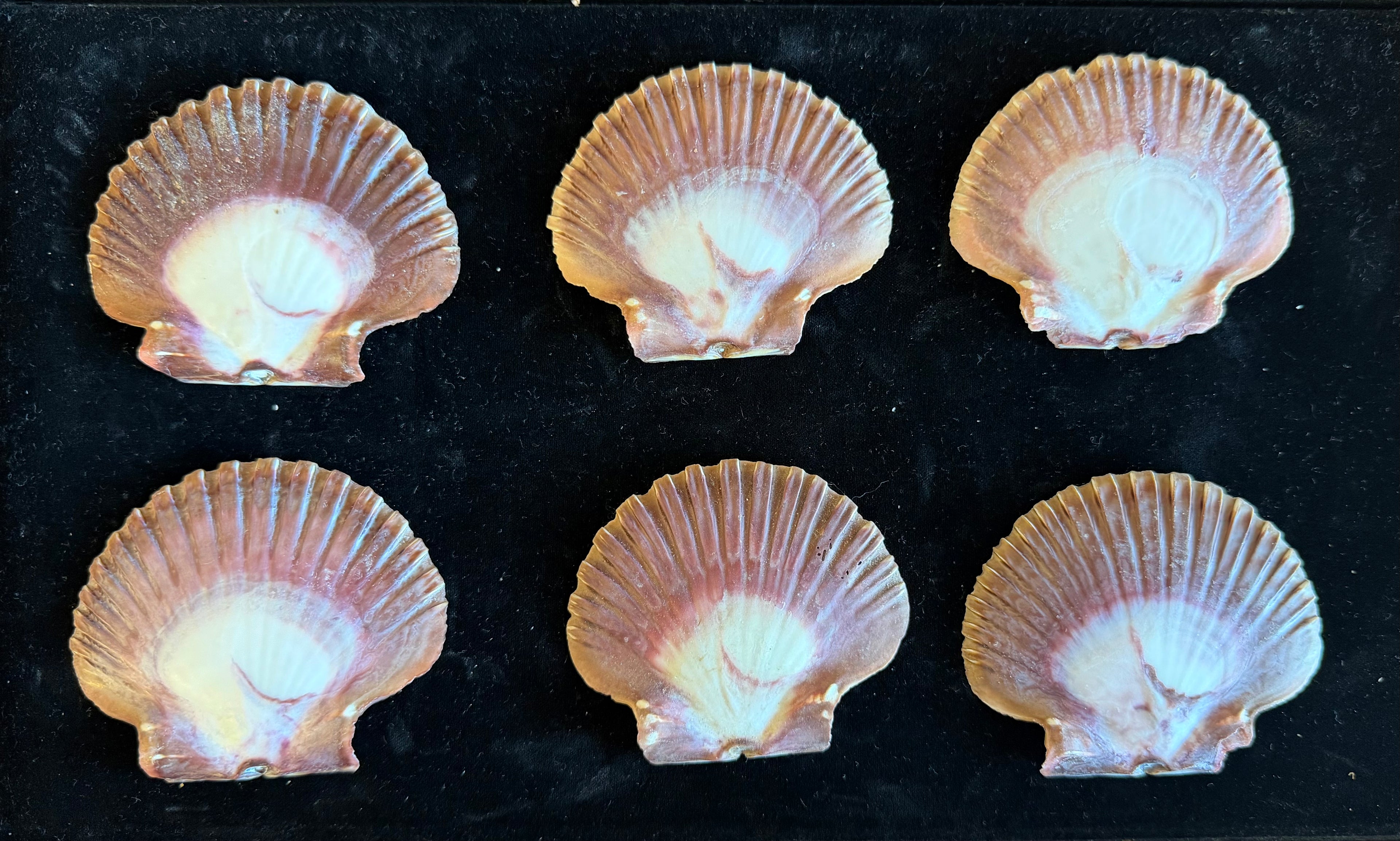 Mexican Flats Shells