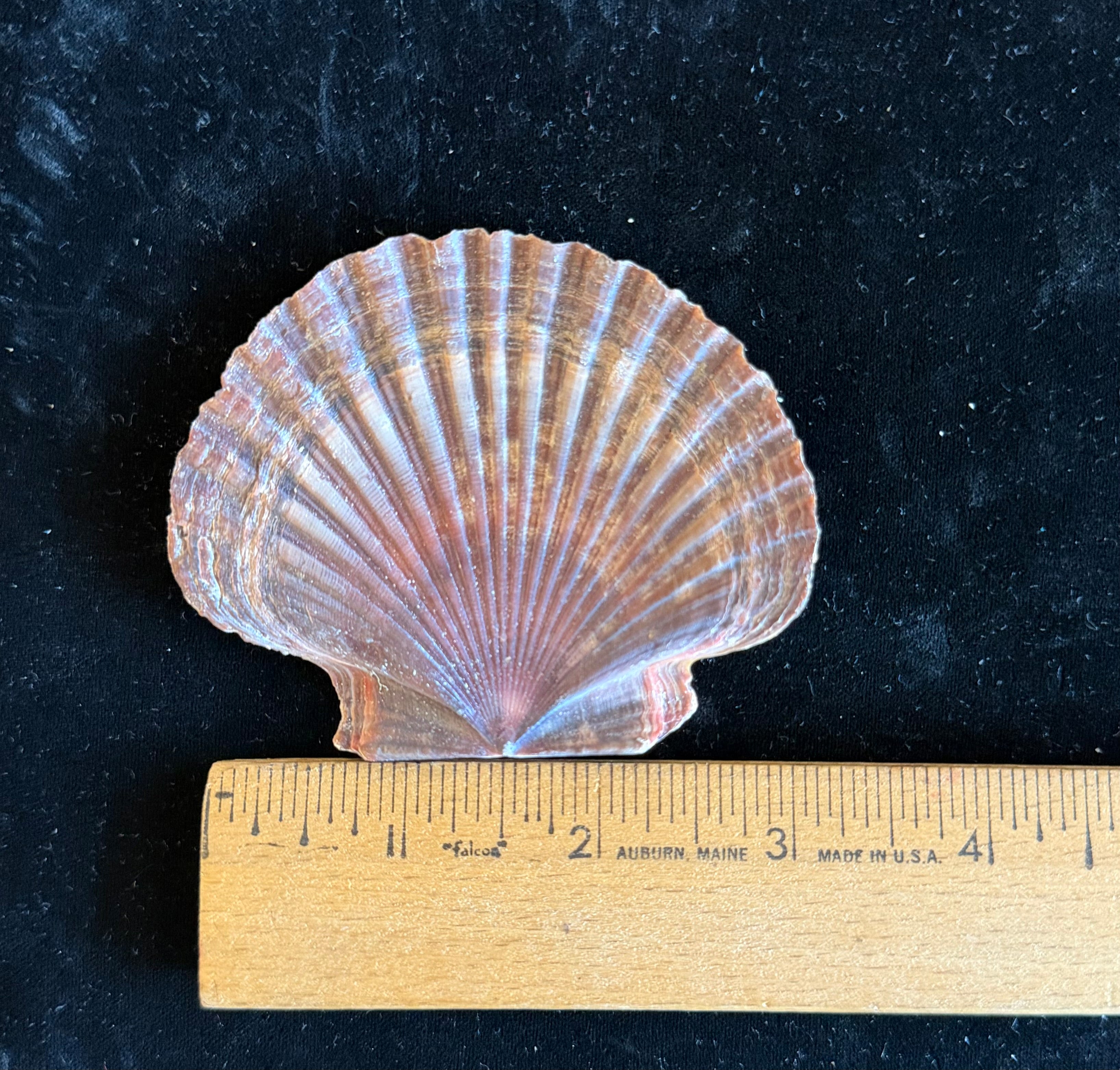Mexican Flats Shells
