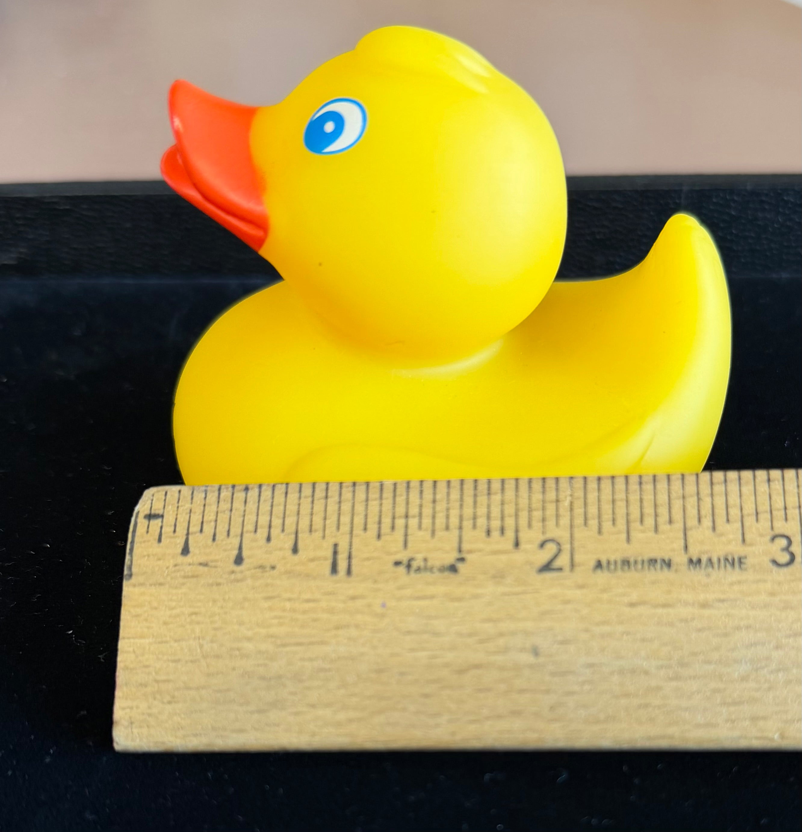 Daytona Beach Duck